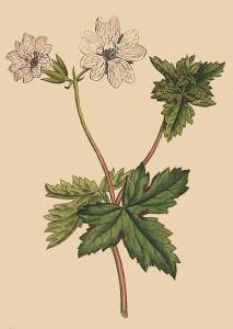 Geranium botanical magazine curtis